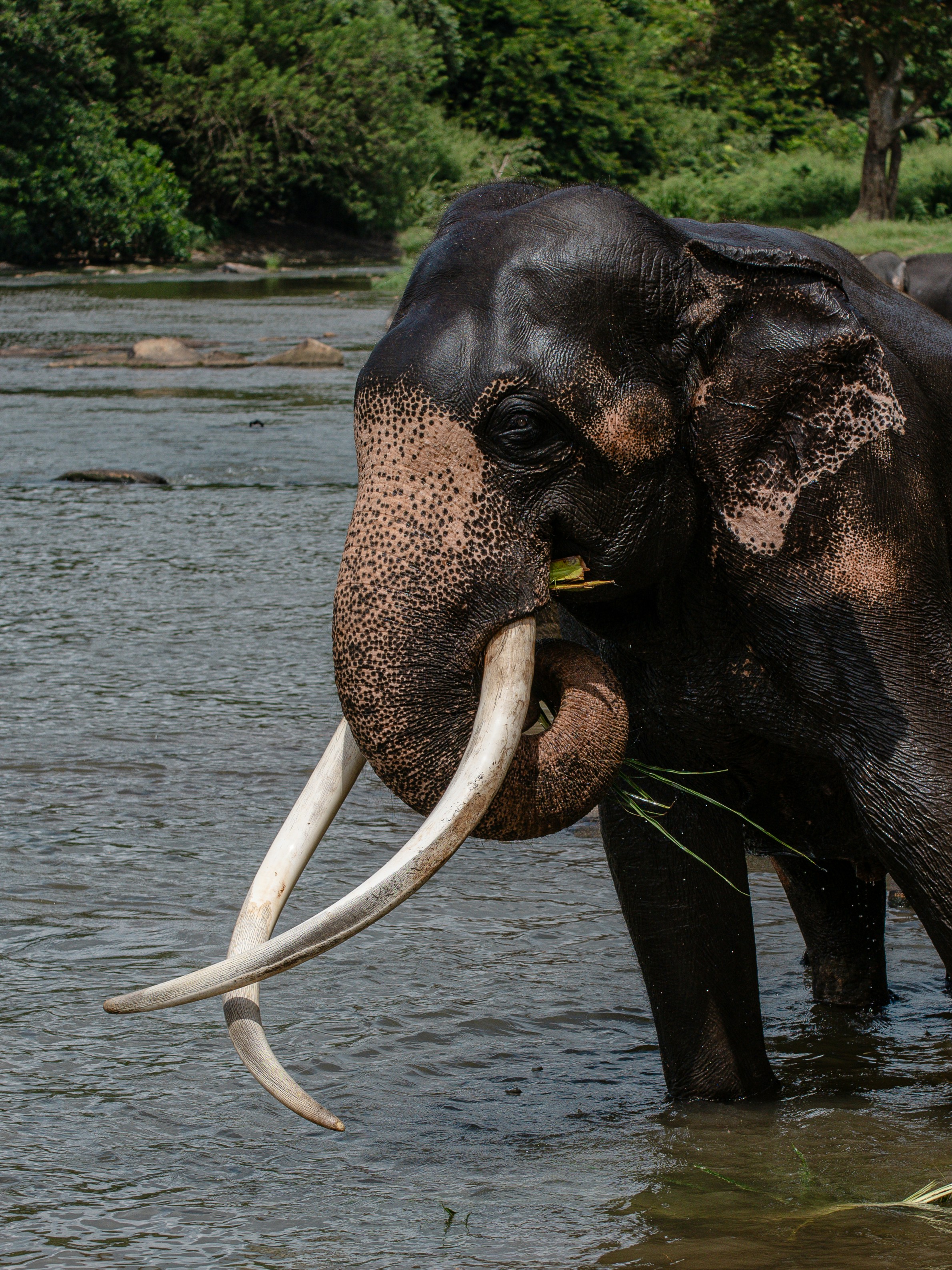 Wild Sri Lanka Safari